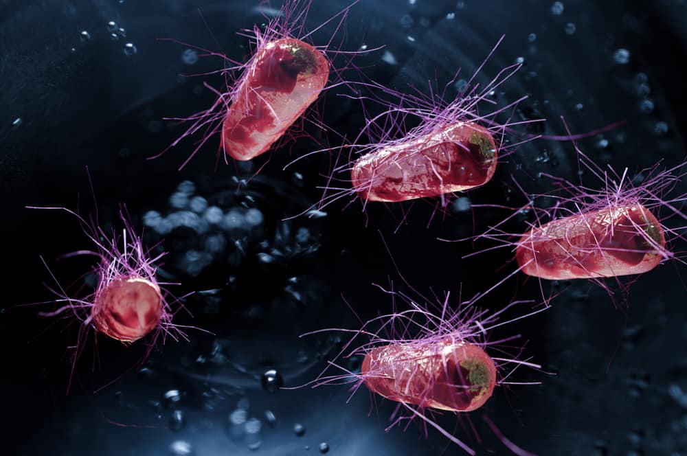 Nhiễm khuẩn E. coli gây bệnh gì?