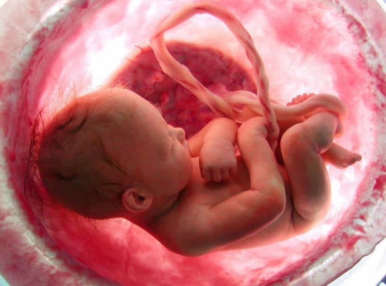 Vai trò của dây rốn: Nguồn cung cấp sự sống cho thai nhi