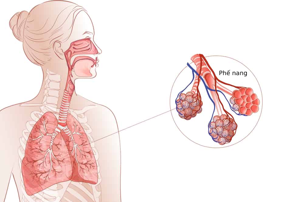Các biện pháp bảo vệ hệ hô hấp để lá phổi luôn khỏe mạnh