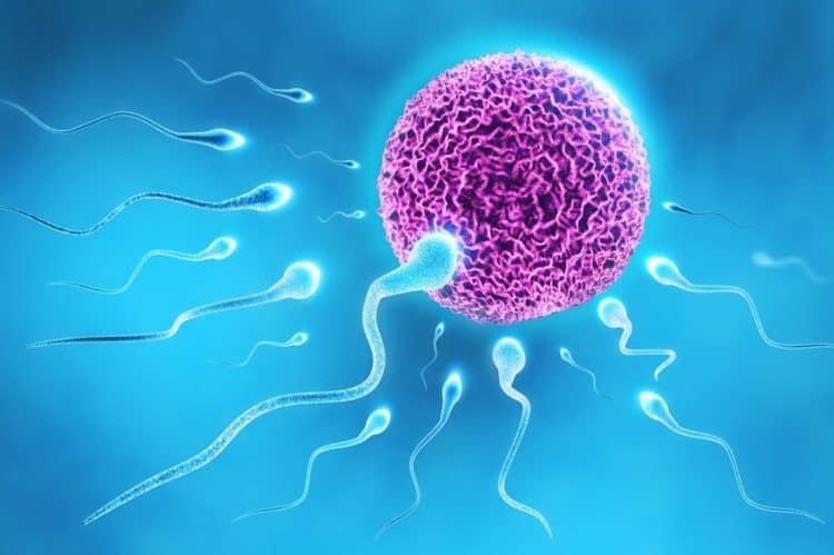 Quá trình thụ thai: Quá trình tinh trùng gặp trứng