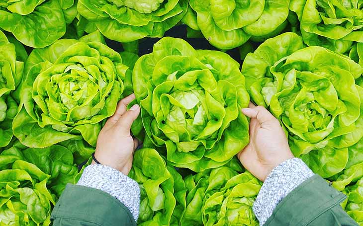 Đau dạ dày nên ăn rau gì để tốt cho bệnh nhân? Top 8 loại tốt nhất