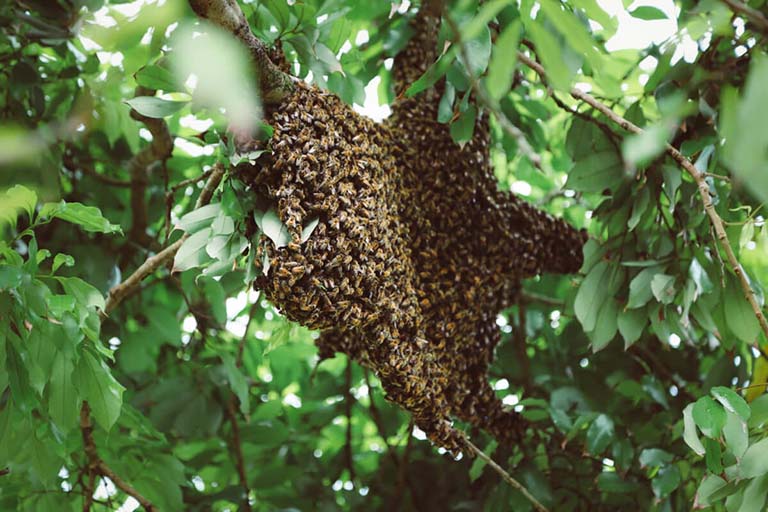 Mật ong rừng nguyên chất giá bao nhiêu? Mua ở đâu uy tín?
