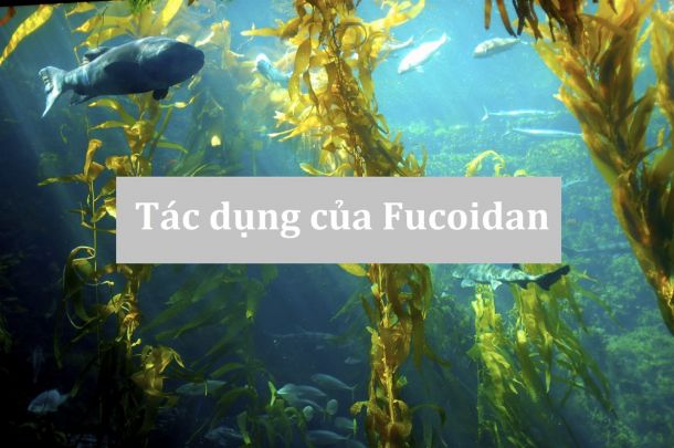 Fucoidan có tác dụng chữa bệnh gì?