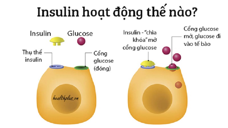 Bệnh tiểu đường và insulin có liên quan gì đến nhau?