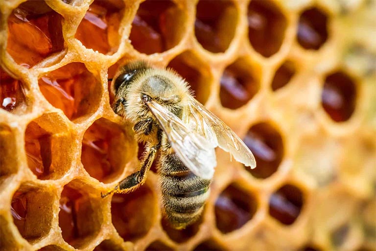 Hướng dẫn trị mất ngủ bằng mật ong ngay tại nhà