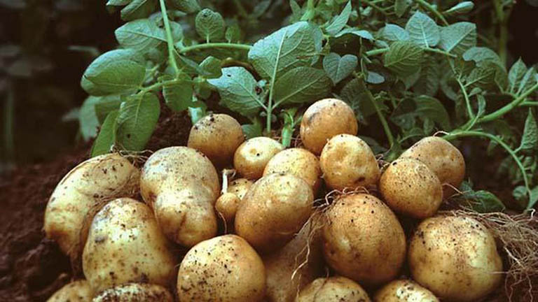 30 công dụng của khoai tây cho sức khỏe & cách dùng đúng