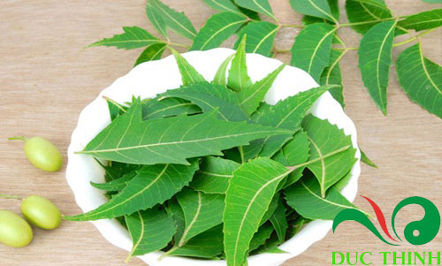 Công dụng của lá neem