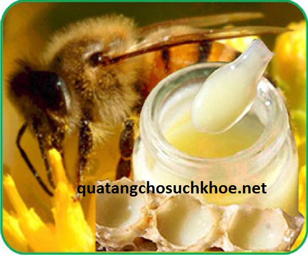Cách dùng sữa ong chúa tươi như thế nào là đúng cách? – Quà tặng cho sức khỏe
