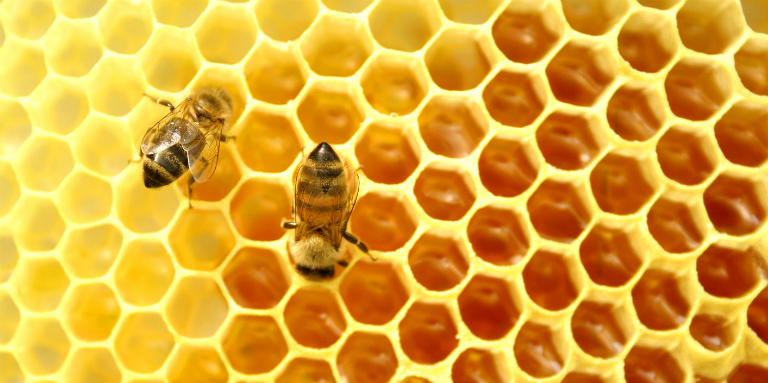 Bị đau dạ dày có nên uống mật ong?