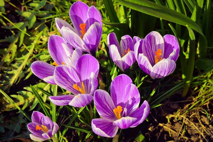 Saffron (nhuỵ hoa nghệ tây) – Phân loại, công dụng, cách dùng và giá bán chuẩn nhất