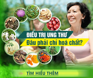 Nấm lim xanh rừng tự nhiên
