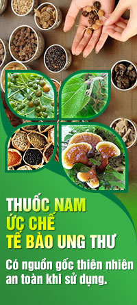 Nấm lim xanh Quảng Nam