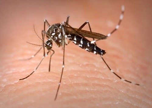 Muỗi nguyên nhân gây bệnh sốt xuất huyết