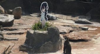 Chú chim cánh cụt bỗng nổi tiếng vì “phải lòng” nhân vật hoạt hình
