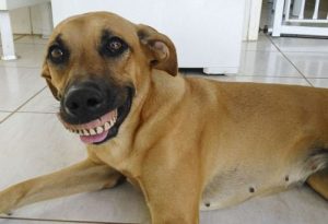 Chú chó bỗng nổi tiếng vì mang hàm răng người