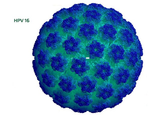 Hình ảnh virus HPV-16 được cho là nguyên nhân chính gây bệnh ung thư amidan ở phụ nữ trẻ tuổi