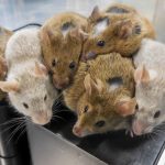 Việt Nam tiến hành thử nghiệm thuốc điều trị ung thư trên chuột