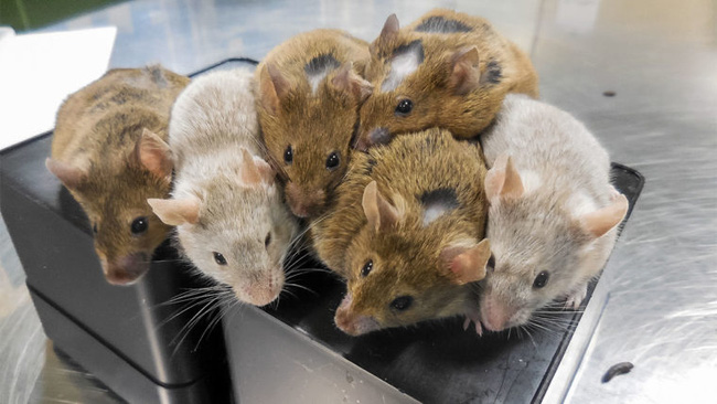 Việt Nam tiến hành thử nghiệm thuốc chữa ung thư trên chuột