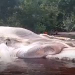 Indonesia: Phát hiện xác thủy quái khổng lồ dạt vào bờ biển