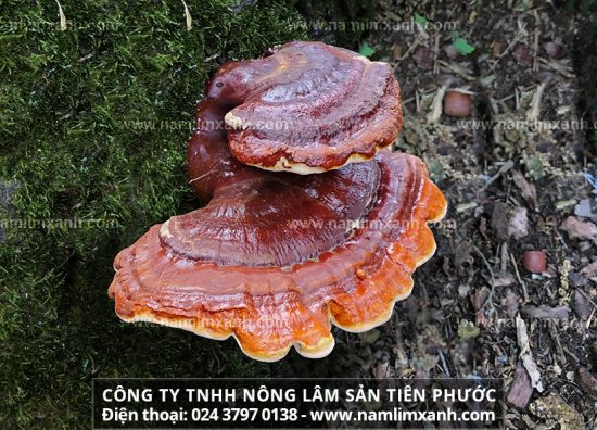 Bệnh gan được hỗ trợ điều trị thành công nhờ nấm lim xanh Tiên Phước