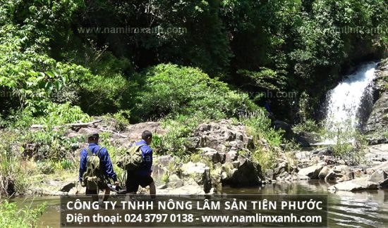 Bệnh nhân viêm đại tràng có thể sử dụng nấm lim xanh