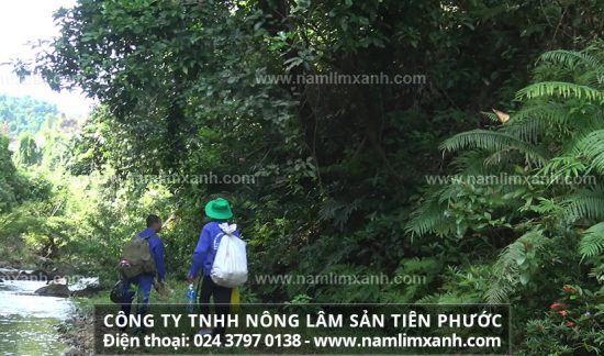 Bệnh ung thư gan nhưng từ khi uống nước sắc từ nấm lim xanh bệnh tình có thuyên giảm đáng kể.