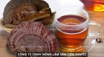 Cách chế biến nấm lim xanh với cách sơ chế nấm lim xanh sử dụng