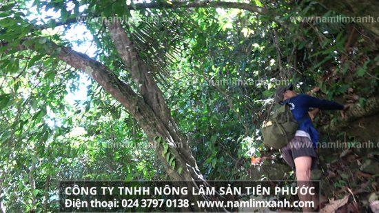 Cách dùng nấm lim xanh cho bệnh nhân bị đau dạ dày