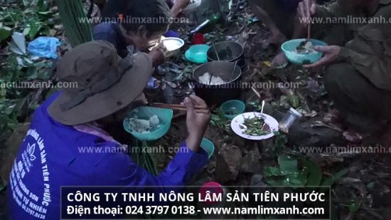 Cách dùng nấm lim xanh chữa bệnh gout phát huy tác dụng