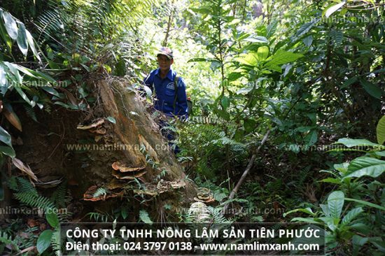 Cách dùng nấm lim xanh chữa đau dạ dày như thế nào