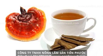 Cách dùng nấm lim xanh hiệu quả cho người bị đau dạ dày đại tràng