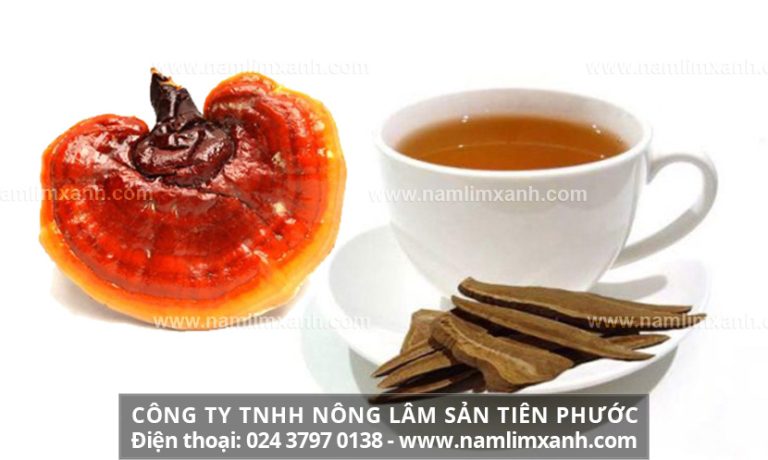 Cách dùng nấm lim xanh hiệu quả cho người bị đau dạ dày đại tràng