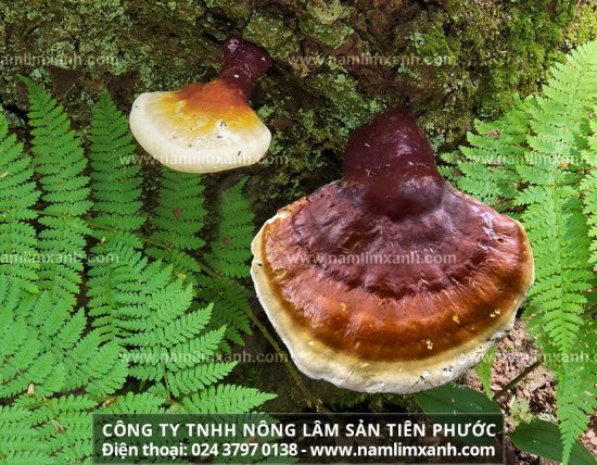 Cách làm sạch nấm lim khoa học giúp tăng cường hiệu quả của thảo dược