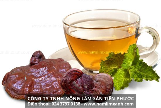 Cách nấu nấm lim xanh khô và cách sắc nước nấm lim xanh rừng khô