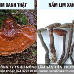 Cách nhận biết nấm lim xanh rừng chuẩn với hình ảnh nấm lim xanh