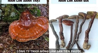 Cách nhận biết nấm lim xanh rừng chuẩn với hình ảnh nấm lim xanh