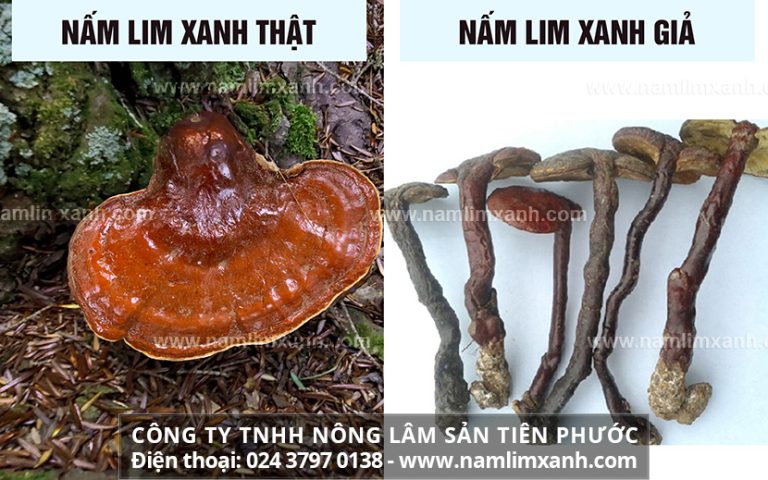 Cách nhận biết nấm lim xanh rừng chuẩn với hình ảnh nấm lim xanh