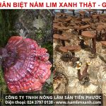 Cách nhận biết nấm lim xanh thật và giả và chọn mua nấm lim xanh