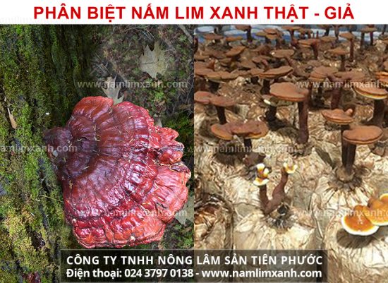 Cách phân biệt nấm lim xanh cách nhận biết lựa chọn nấm lim rừng