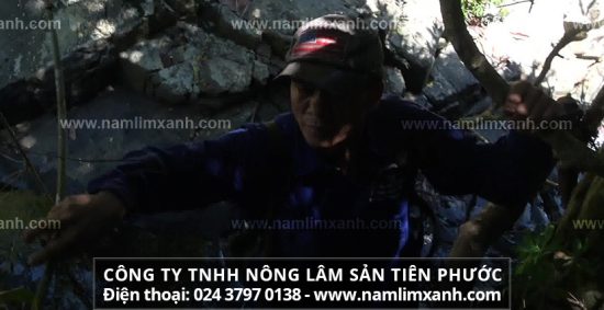 Cách phân biệt nấm lim xanh thật giả của thợ sơn tràng