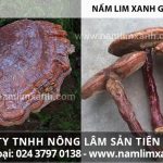 Cách phân biệt nấm lim xanh thật giả từ hình ảnh nấm lim xanh rừng