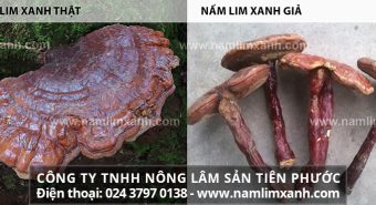 Cách phân biệt nấm lim xanh thật giả từ hình ảnh nấm lim xanh rừng