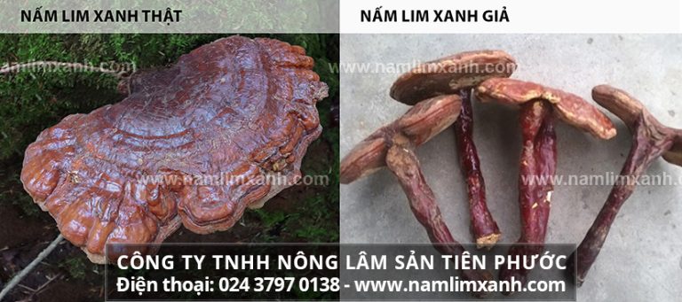 Cách phân biệt nấm lim xanh thật giả từ hình ảnh nấm lim xanh rừng