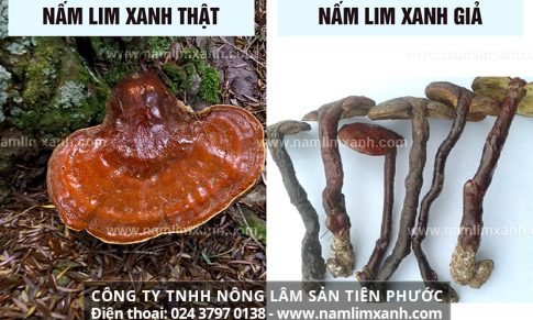 Cách phân biệt nấm lim xanh tự nhiên và nấm lim trồng Trung Quốc