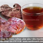 Cách sắc thuốc nấm lim xanh hiệu quả cách sử dụng nấm lim xanh