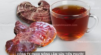 Cách sắc thuốc nấm lim xanh hiệu quả cách sử dụng nấm lim xanh