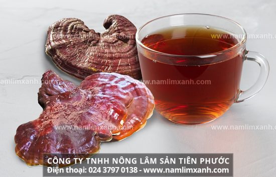 Cách sắc thuốc nấm lim xanh hiệu quả cách sử dụng nấm lim xanh