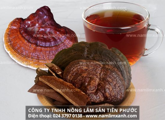 Cách sử dụng nấm lim xanh cho bệnh nhân xơ gan