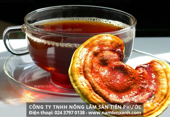 Cách sử dụng nấm lim xanh cho bệnh nhân xơ gan mãn tính thế nào