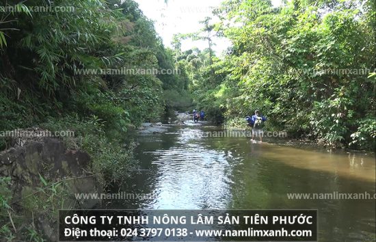 Cách sử dụng nấm lim xanh để điều trị ung thư